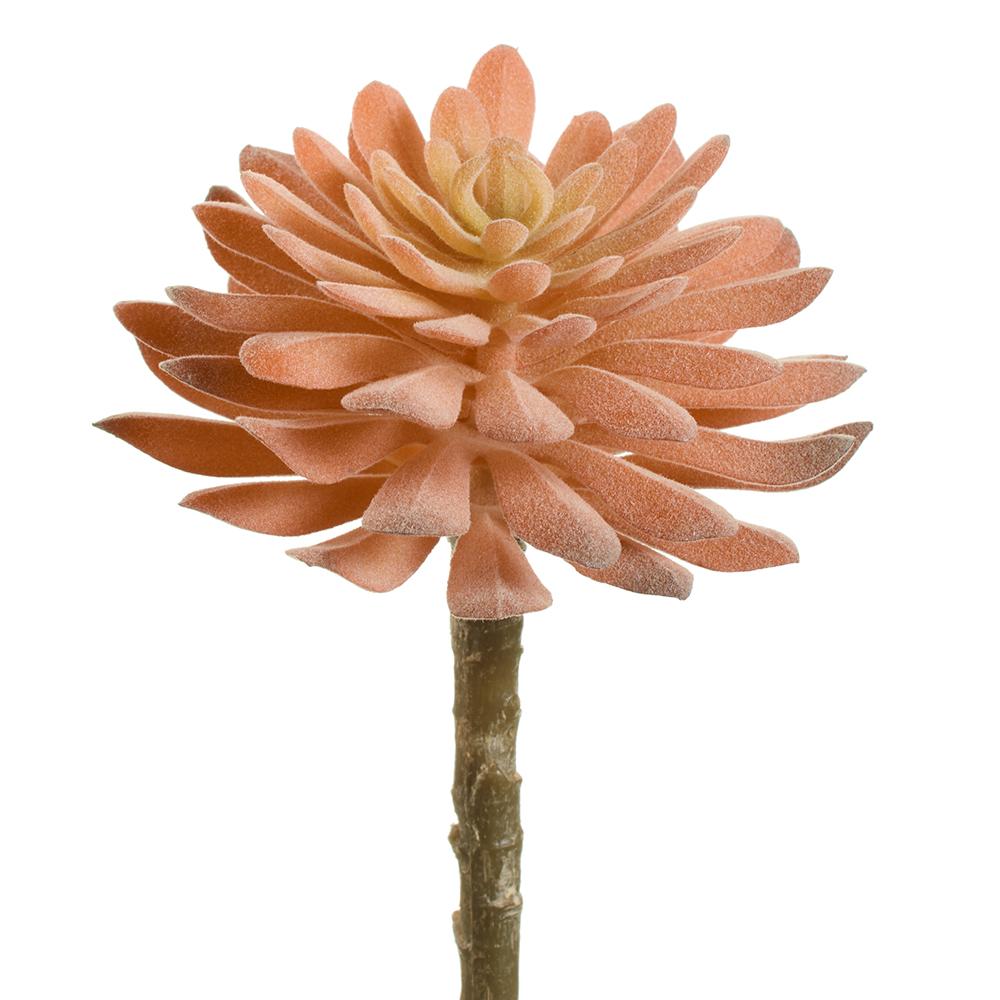 Peachy Aeonium Pick