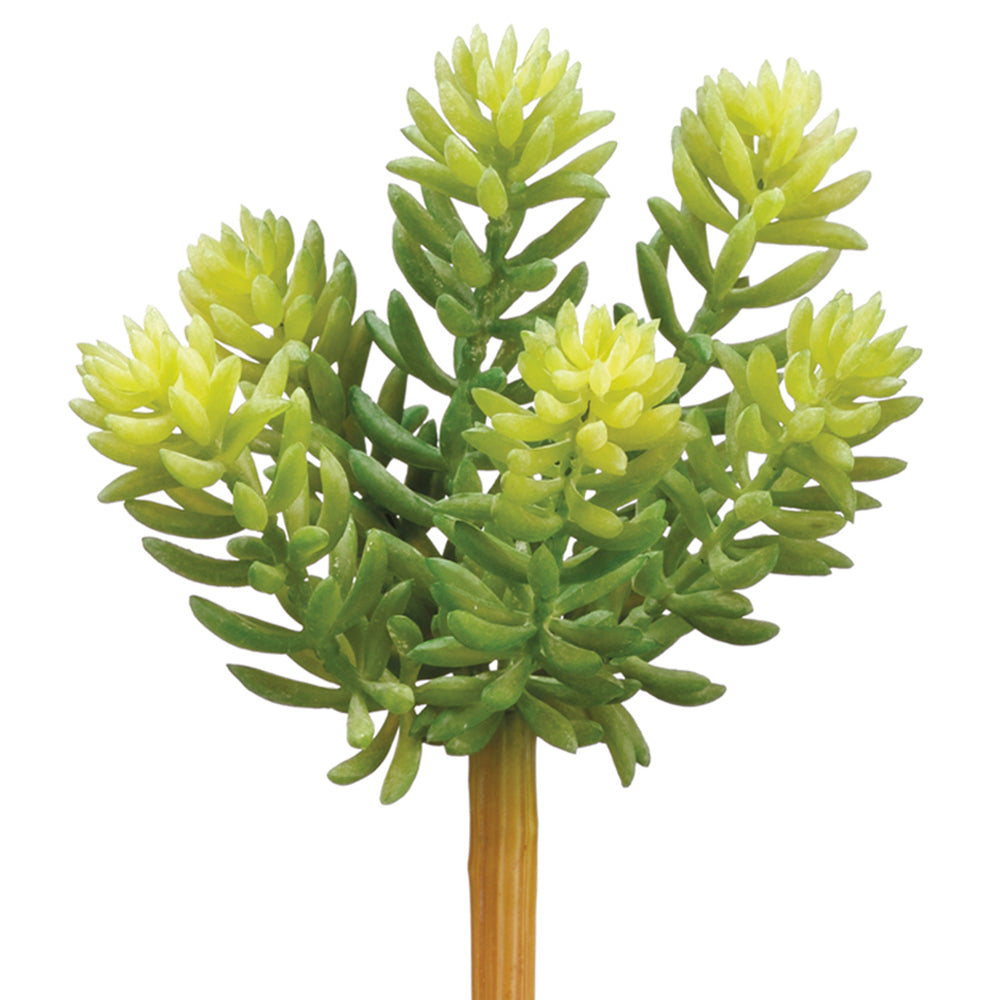 Soft Sedum Pick