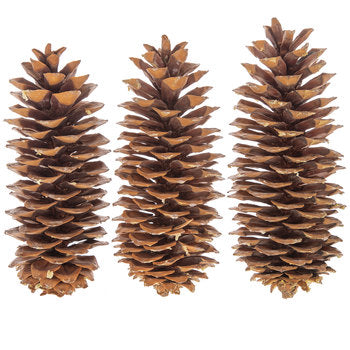Sugar Pine Cone