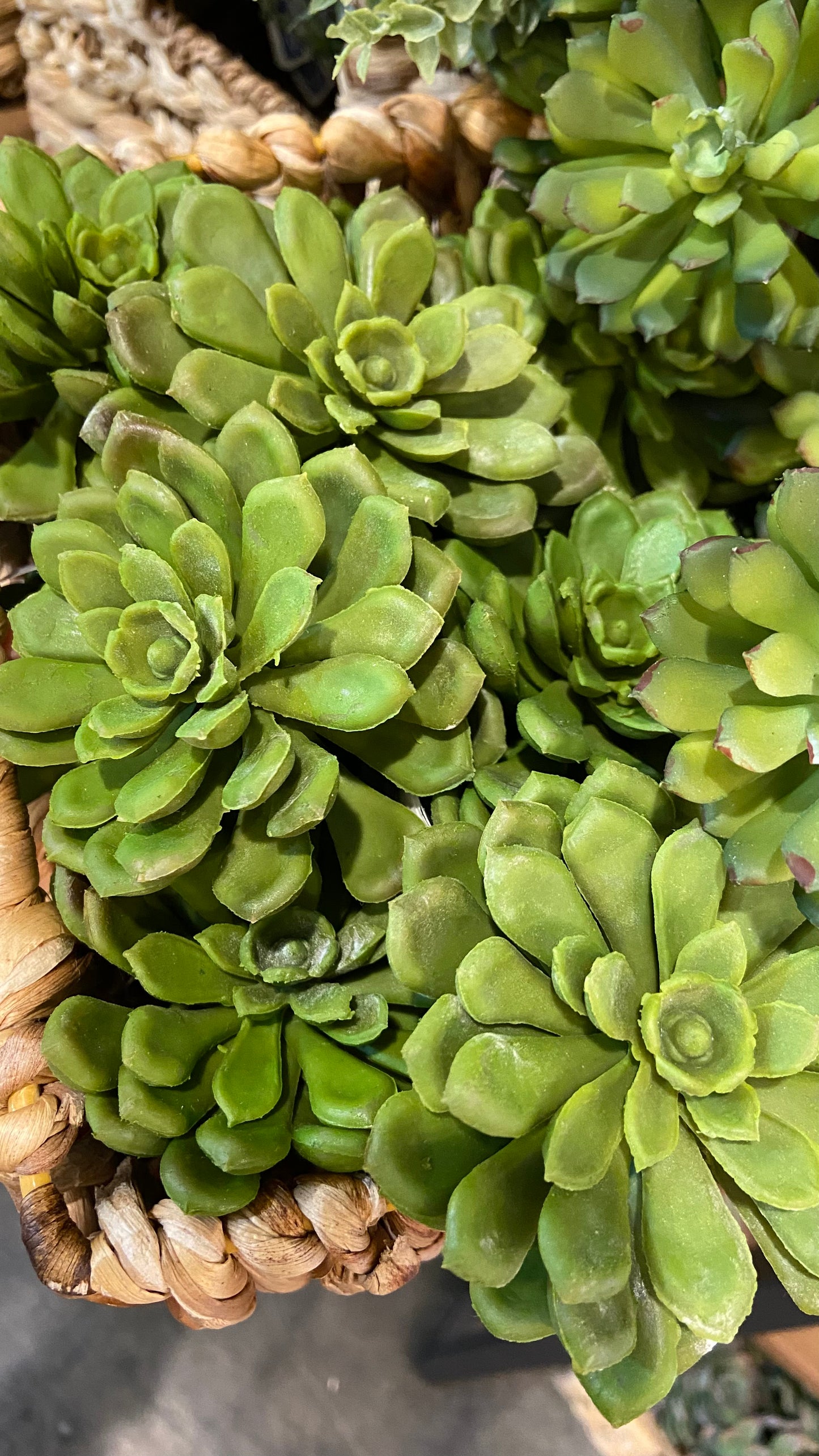 Baby Aeonium Pick