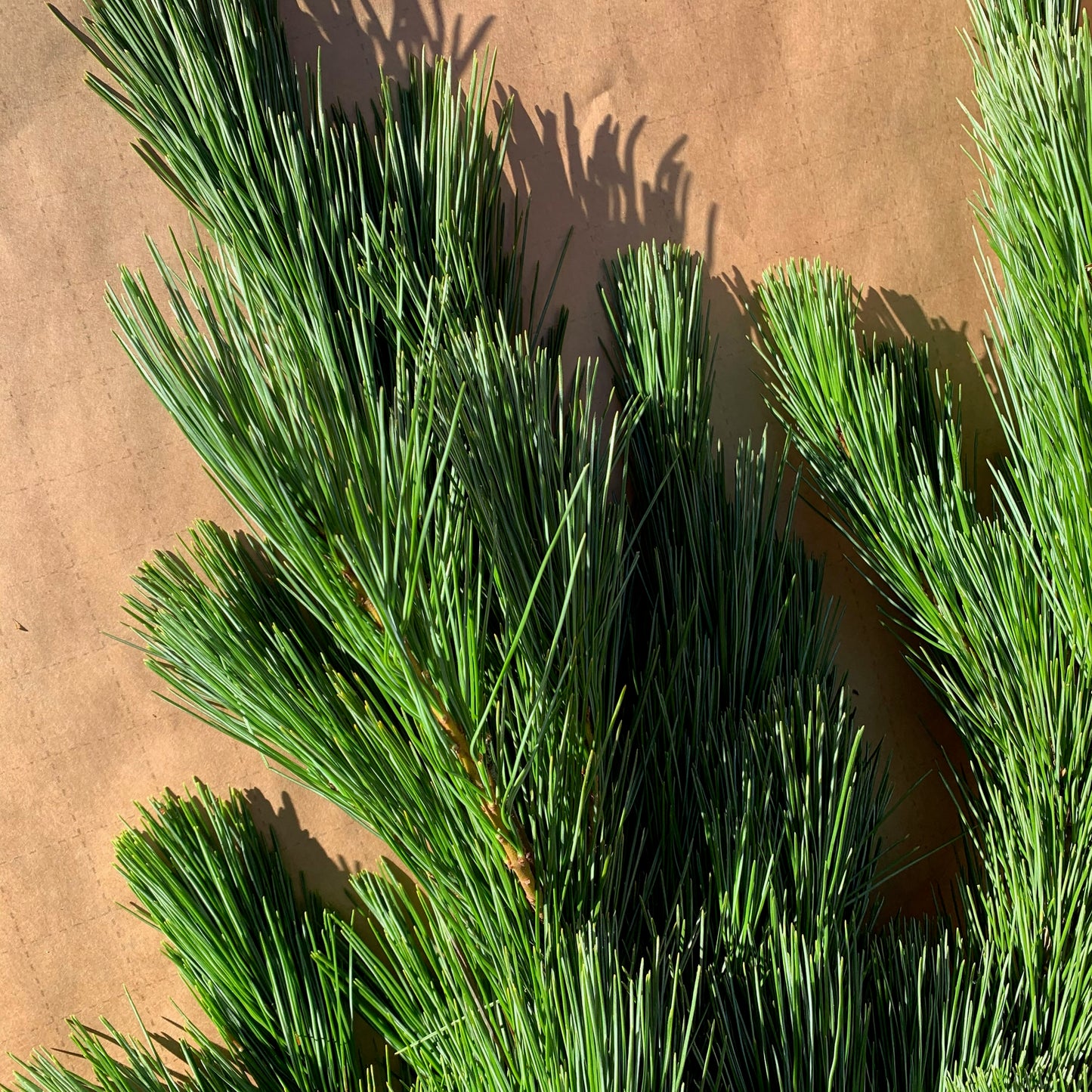 White Pine Bunch - 3lbs