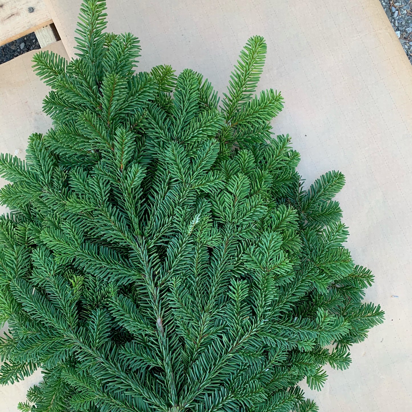 Silver Fir Bunch - 3lbs