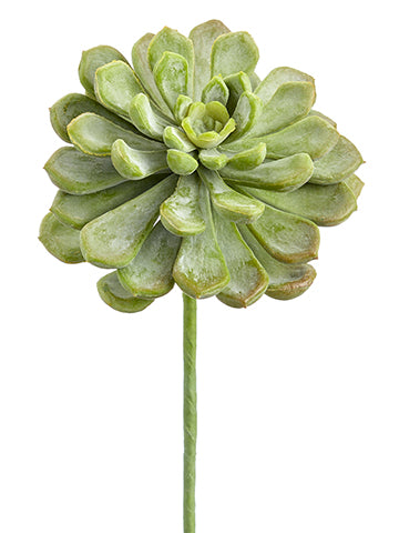 Baby Aeonium Pick