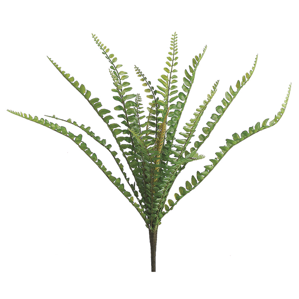 Sword Fern Bush