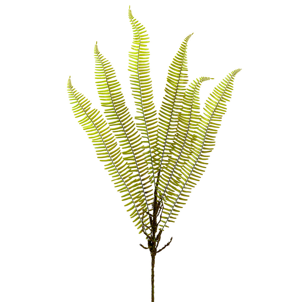 Sword Fern Stem