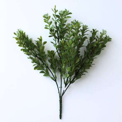 12" Common Boxwood Bush