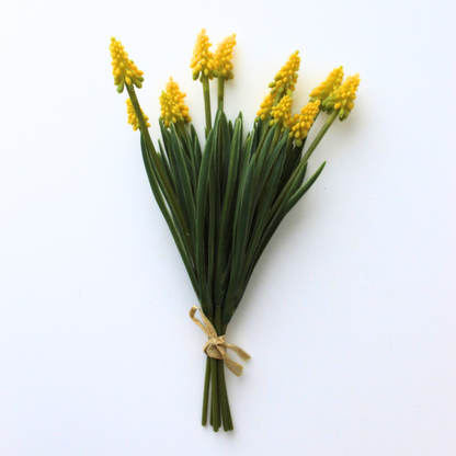 Yellow Grape Hyacinth Bundle