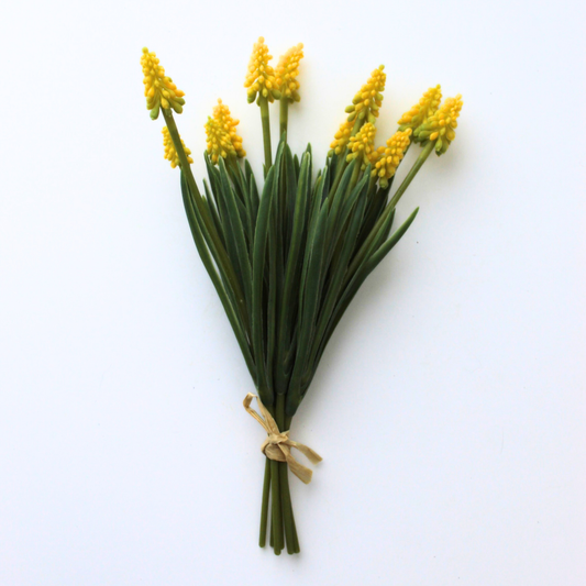 Yellow Grape Hyacinth Bundle