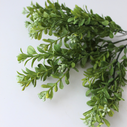12" Common Boxwood Bush