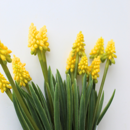 Yellow Grape Hyacinth Bundle