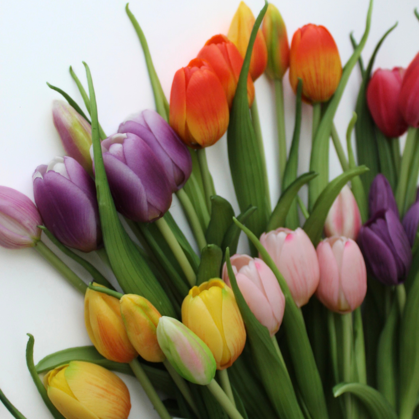 16" Real Touch Dynasty Tulip Bundle