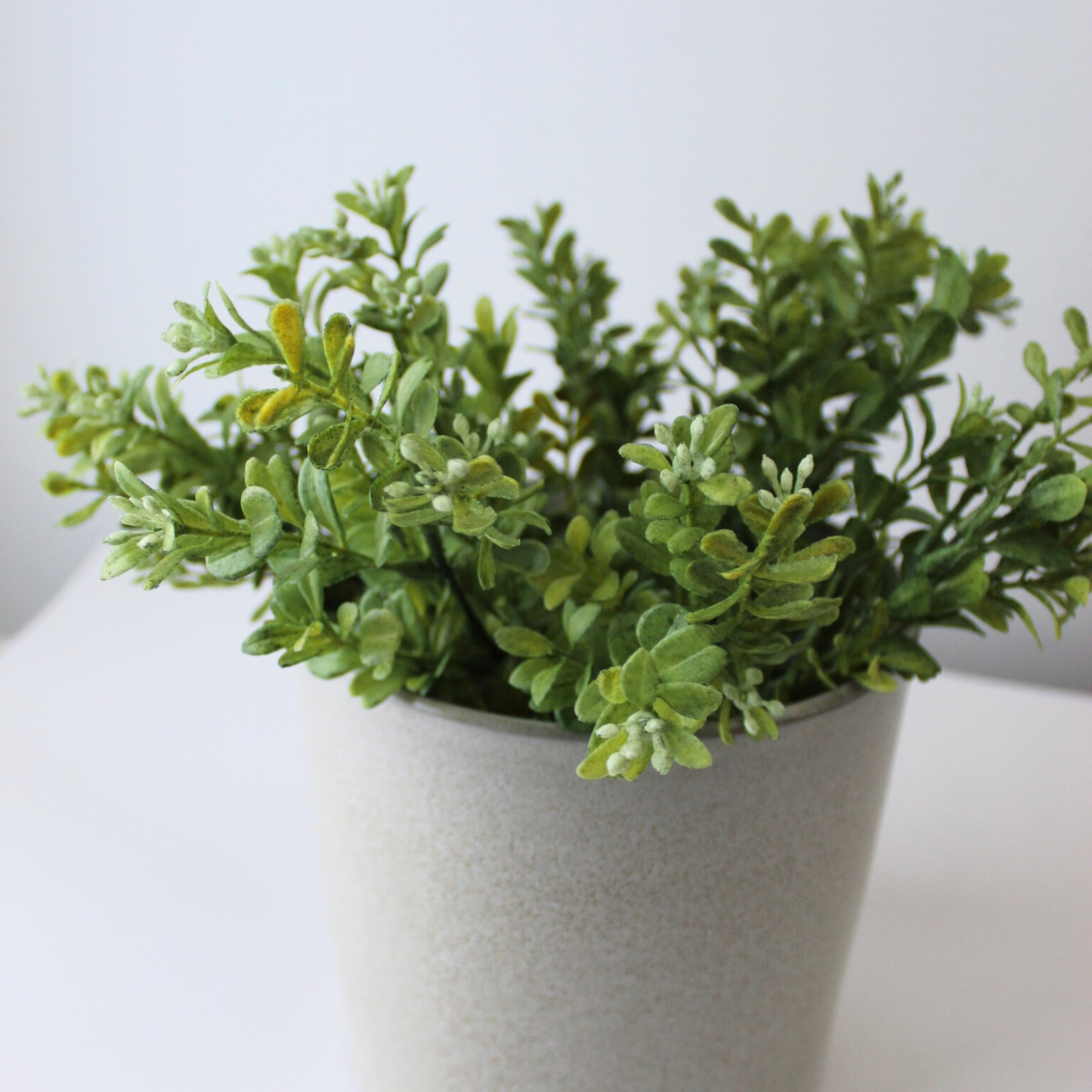 12" Common Boxwood Bush