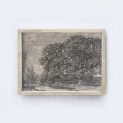 Charcoal Tree Framed Print