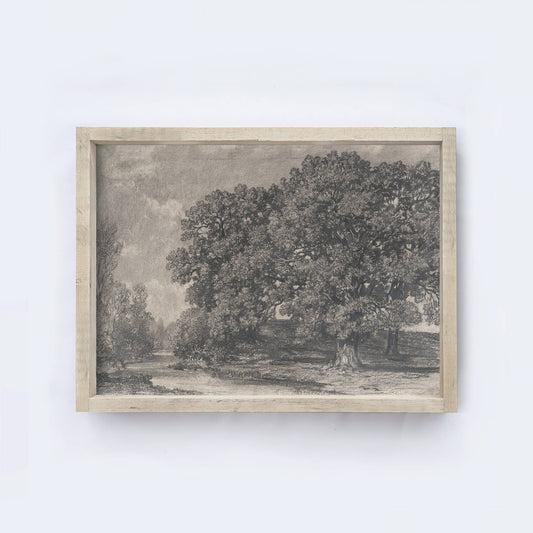 Charcoal Tree Framed Print