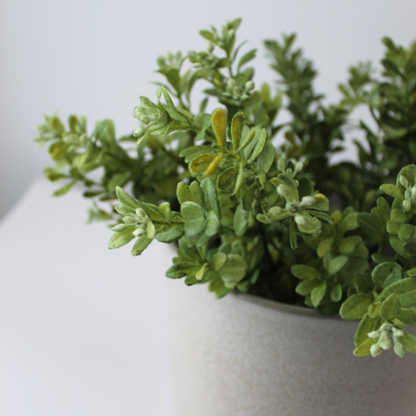 12" Common Boxwood Bush