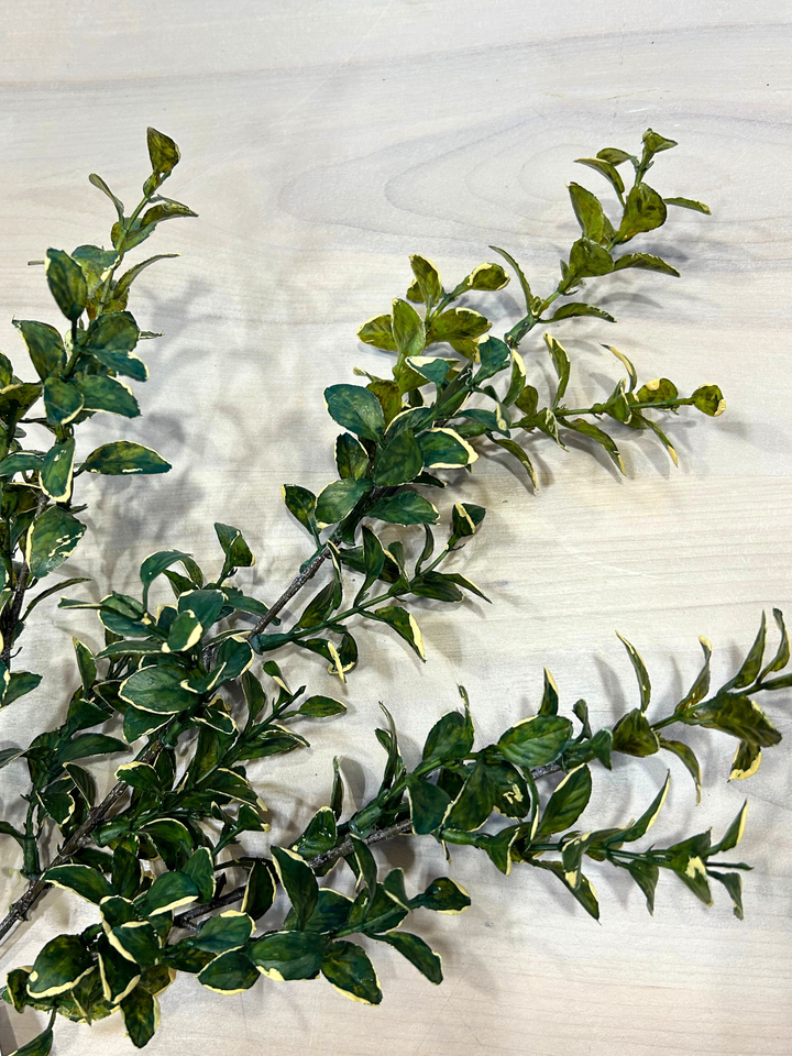 26" Golden Euonymus Spray