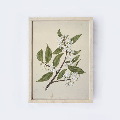 Flower Drawing Framed Print