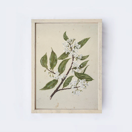 Flower Drawing Framed Print