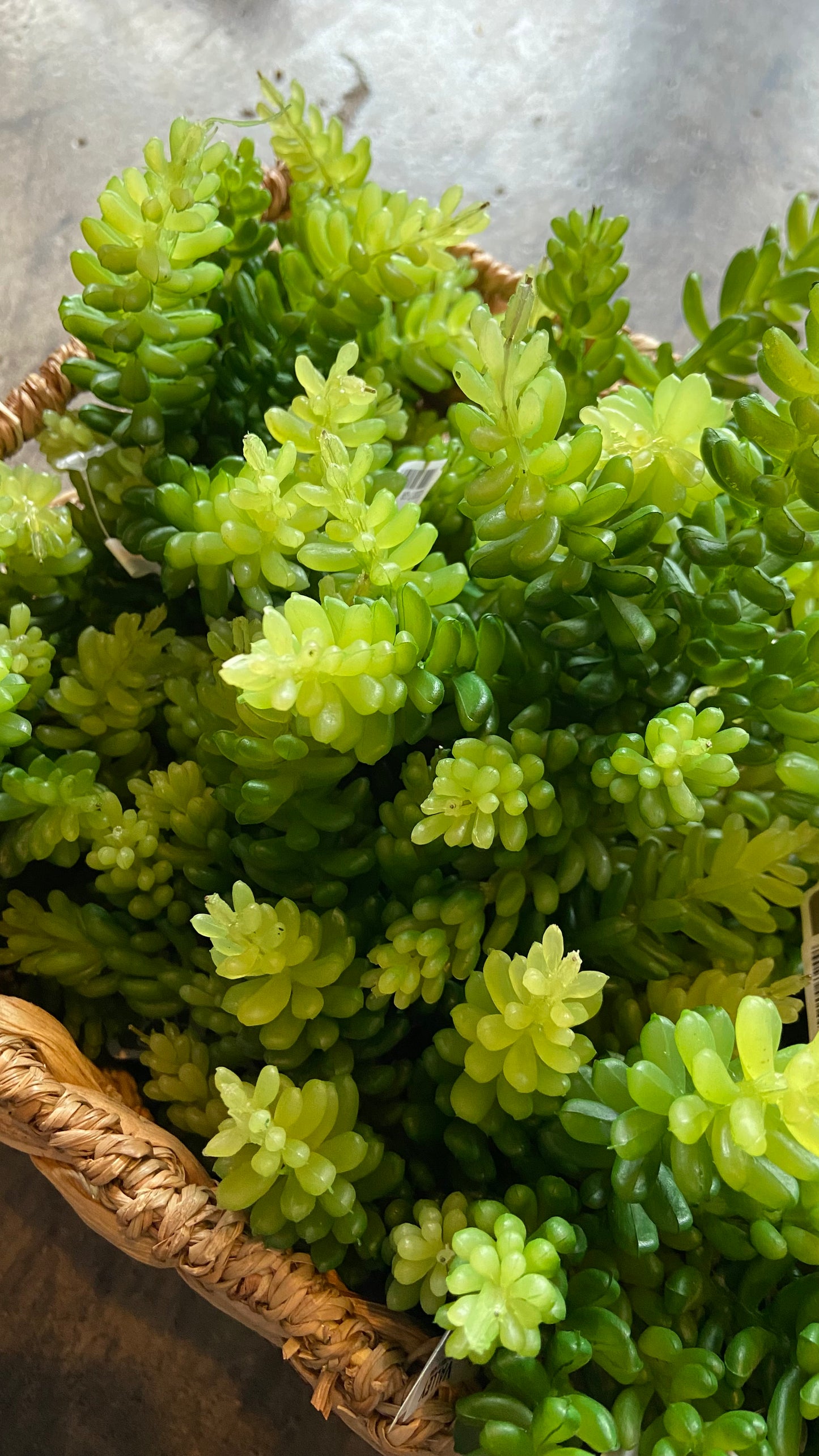 Real Touch Donkey Tail Sedum Pick