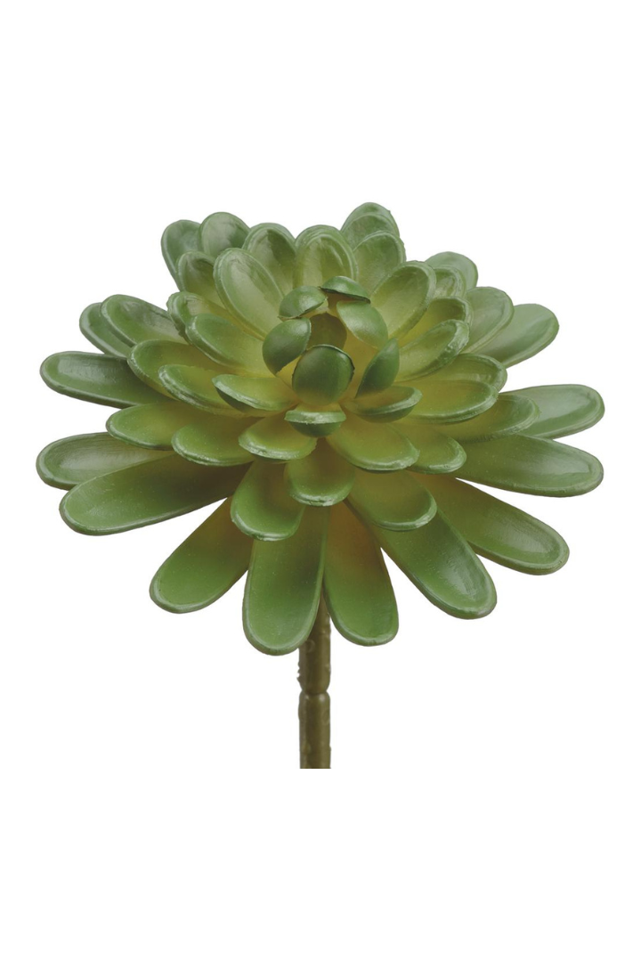 Floret Aeonium Succulent Pick