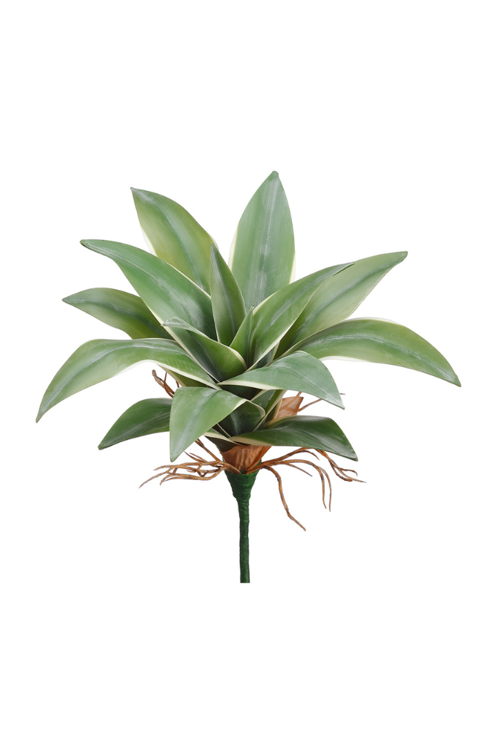 Variegated Dracaena Pick