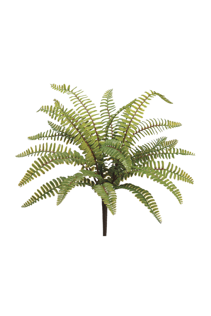 Boston Fern Bush