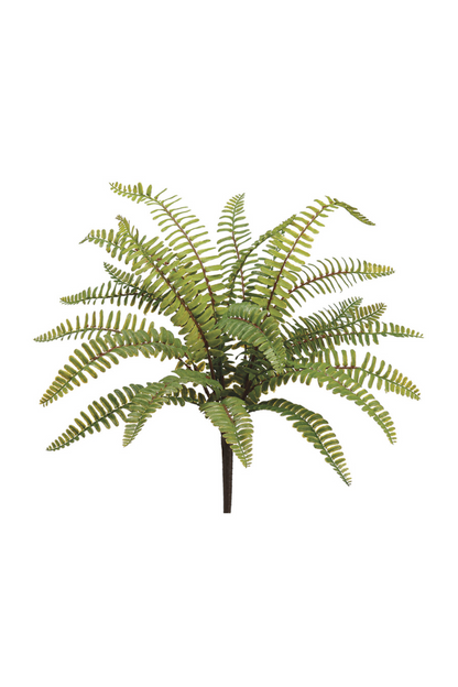 Boston Fern Bush