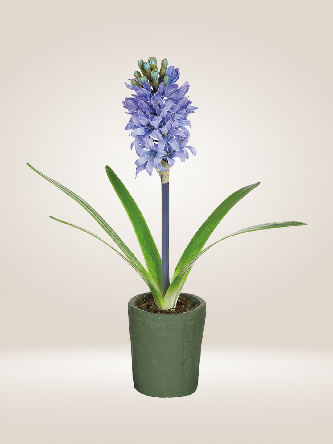 Potted Hyacinth