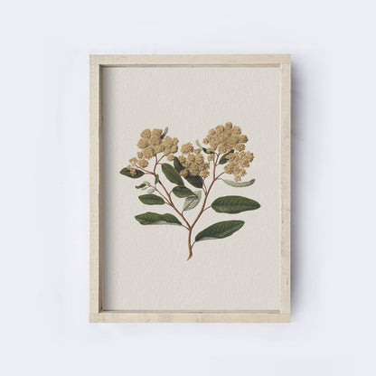 Floral Botanical Framed Print