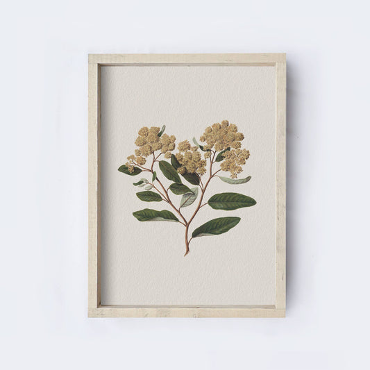 Floral Botanical Framed Print