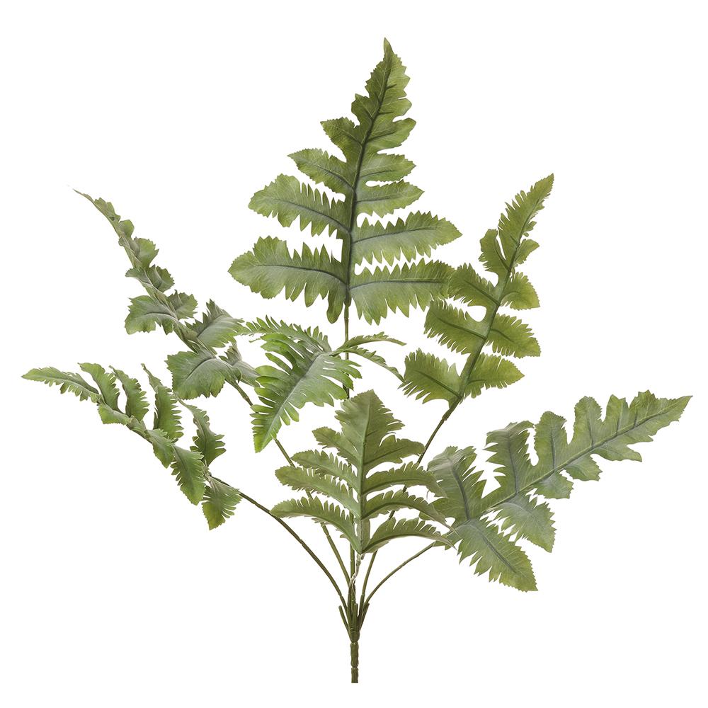 Blue Star Fern Bush - 27