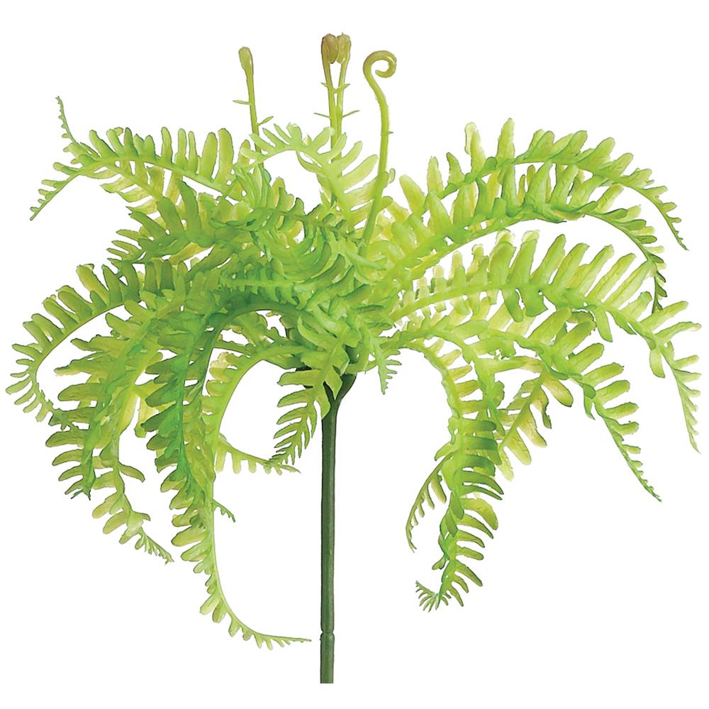 Mini Fern Bush