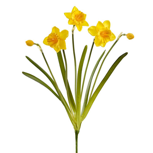 Daffodil Bush