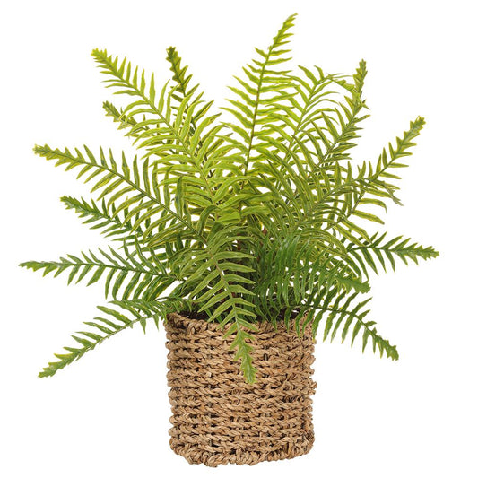 Boston Fern in Basket