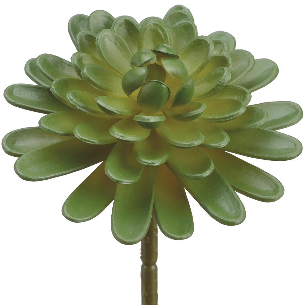 Floret Aeonium Succulent Pick