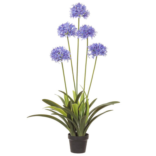 Oversized Agapanthus Potted Plant