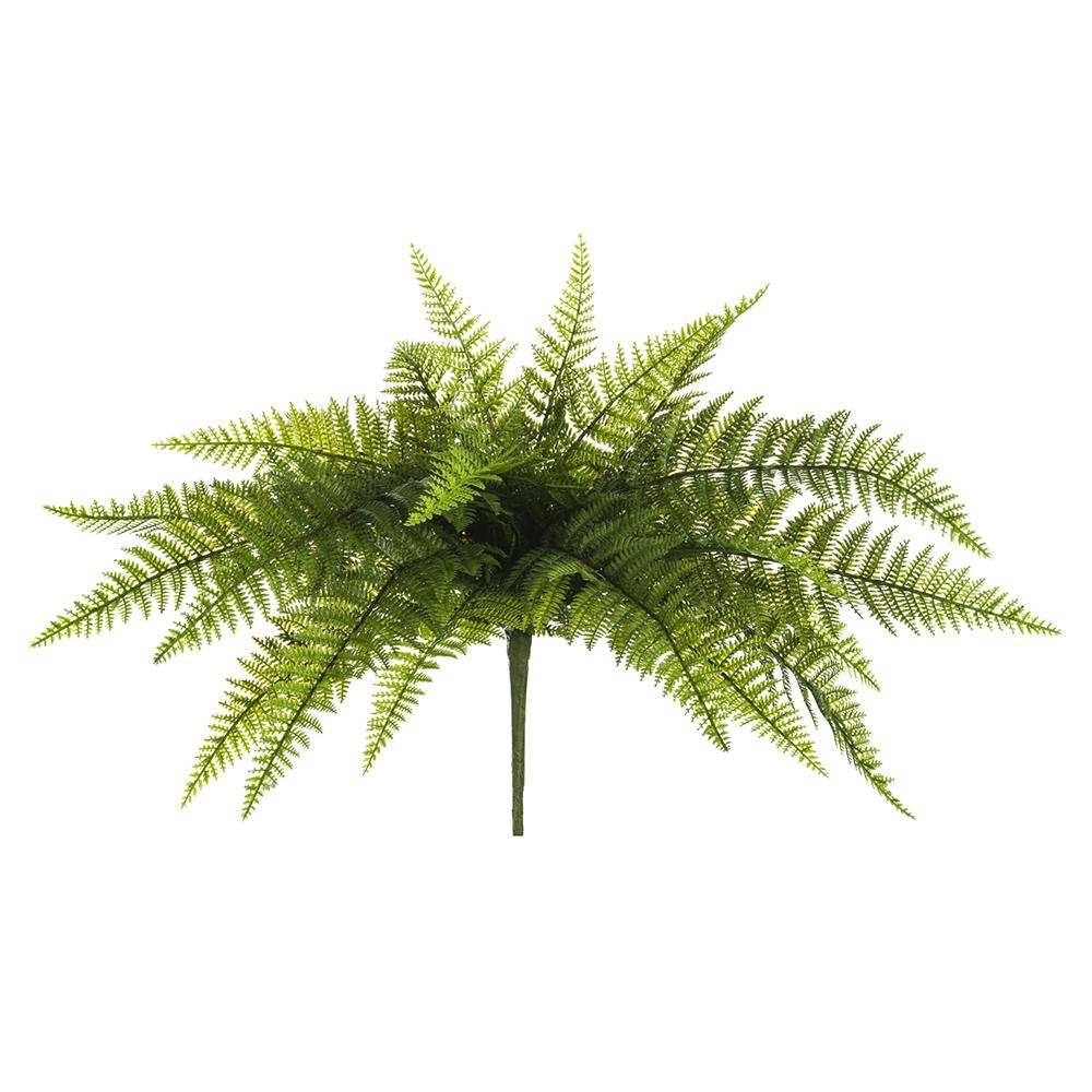 Leather Fern Bush