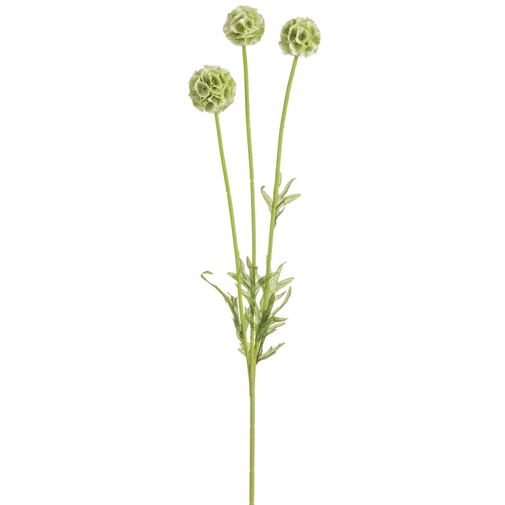 Light Green Scabiosa Spray