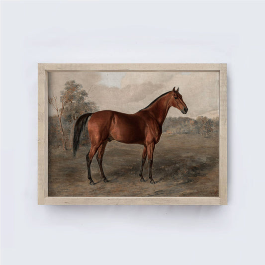 Equestrian Framed Print