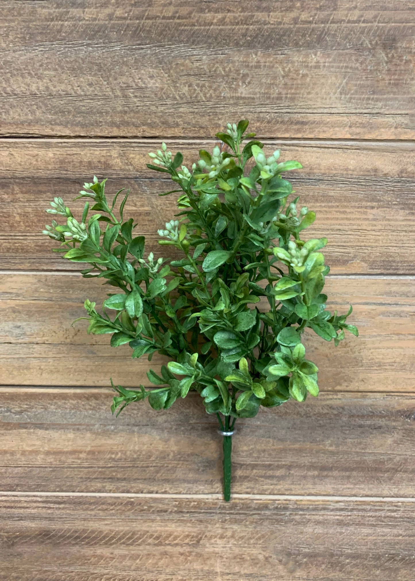 12" Common Boxwood Bush