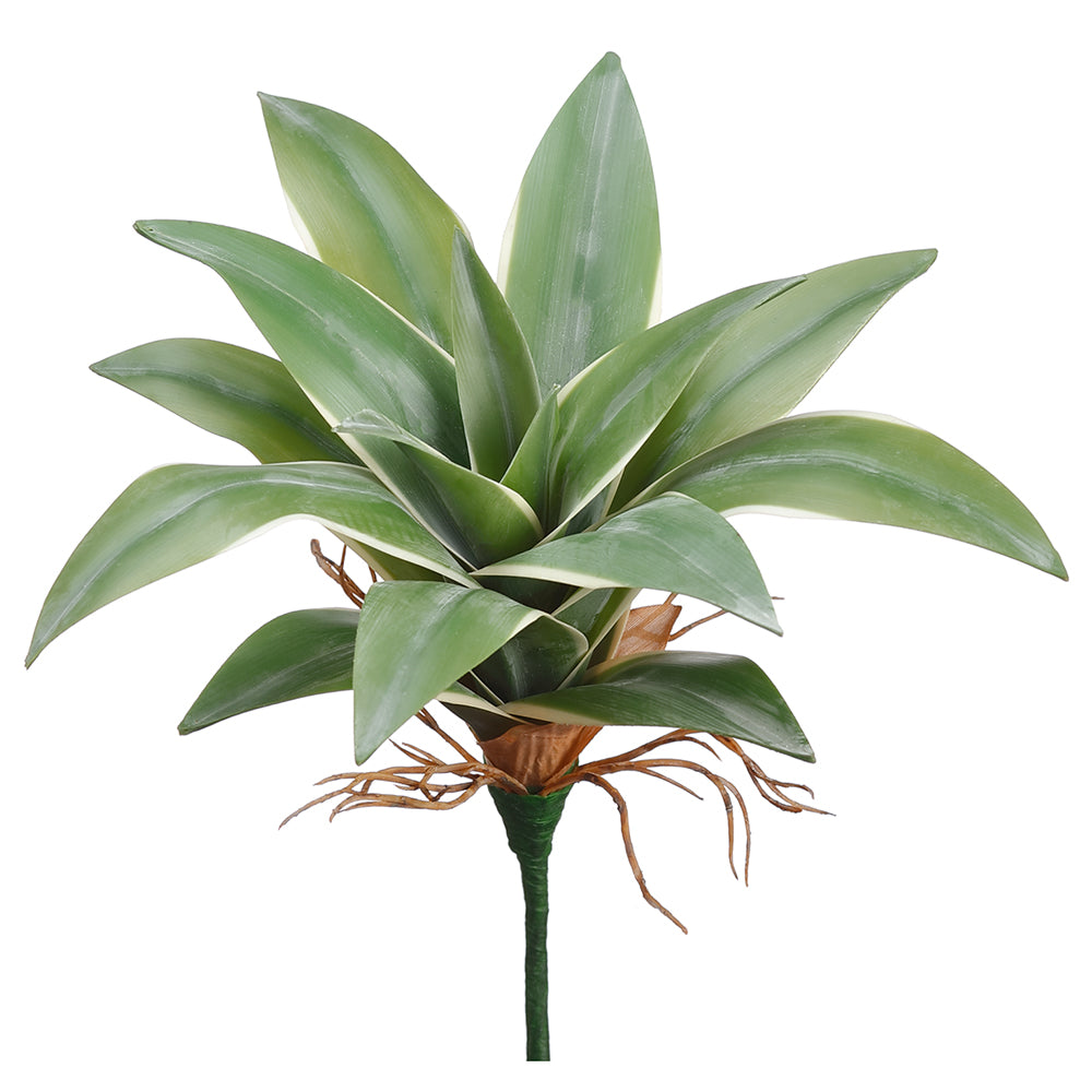 Variegated Dracaena Pick