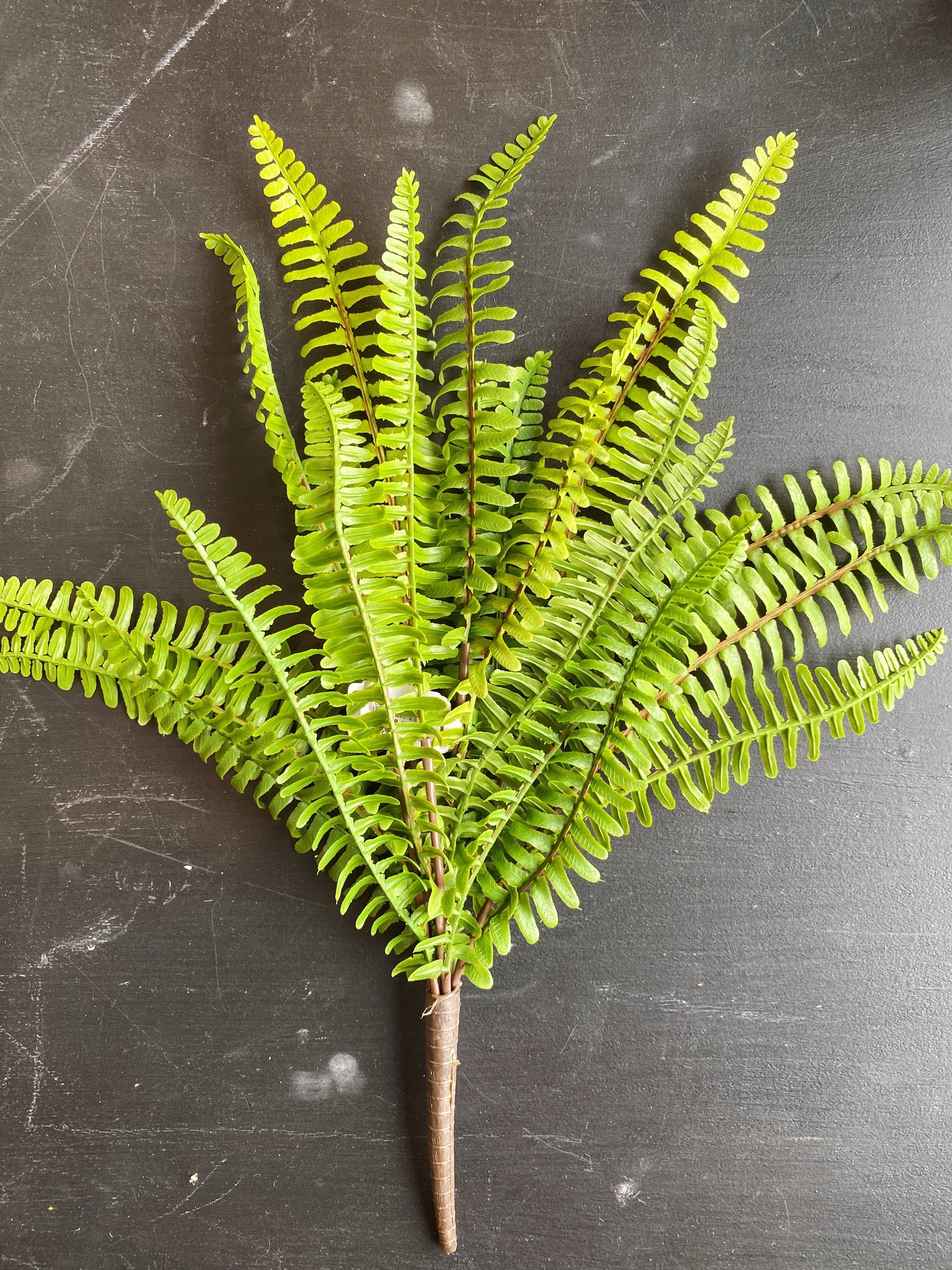 Boston Fern Bush