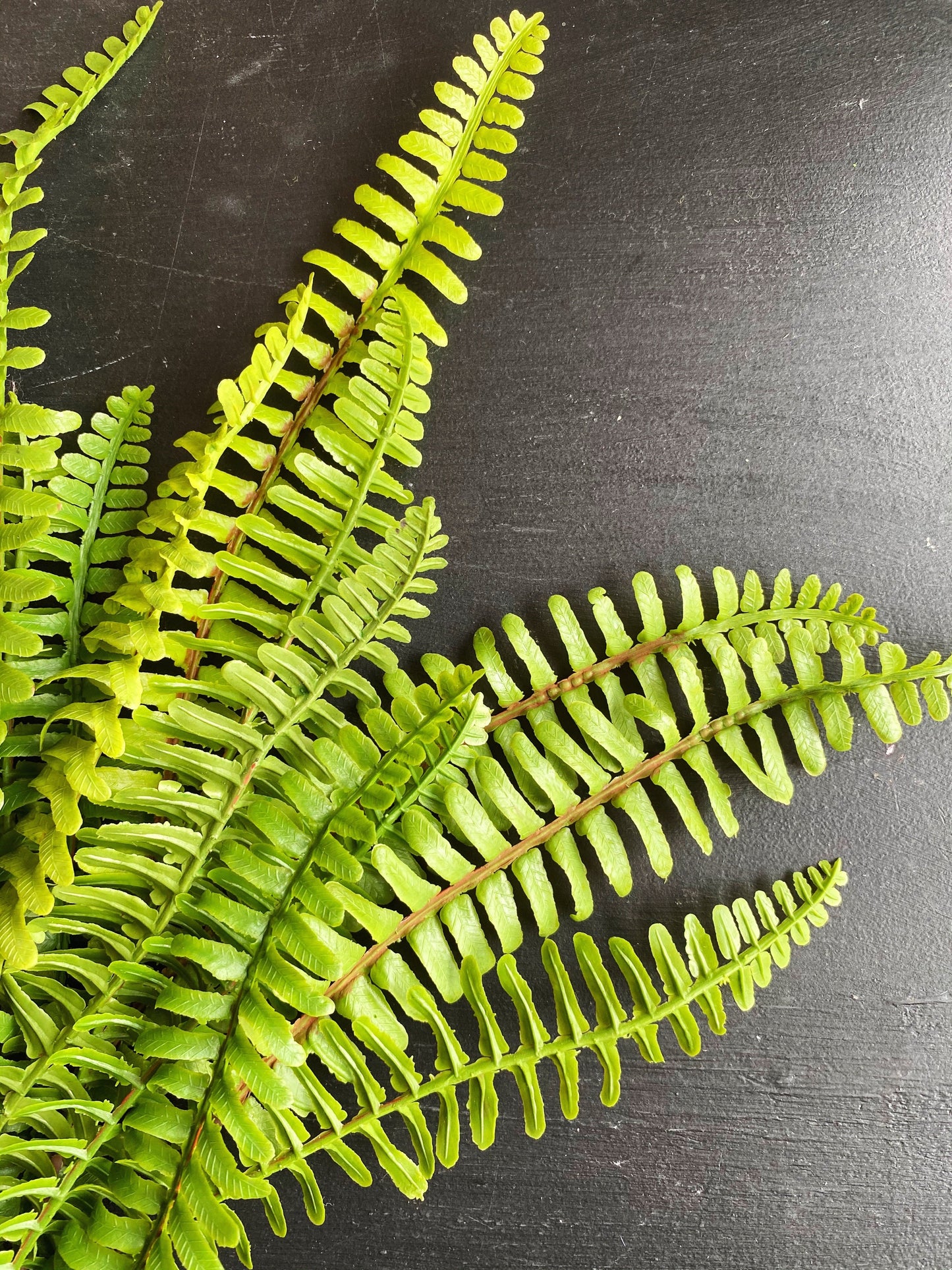 Boston Fern Bush