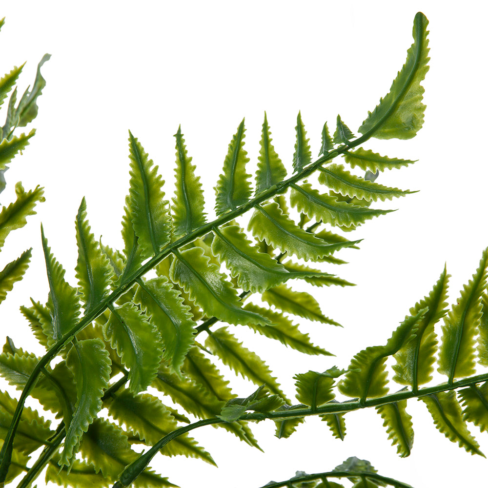 Leafy Fern