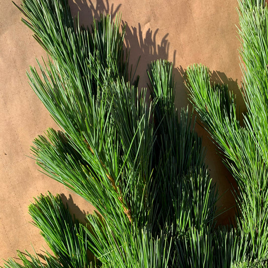 White Pine Bunch - 3lbs