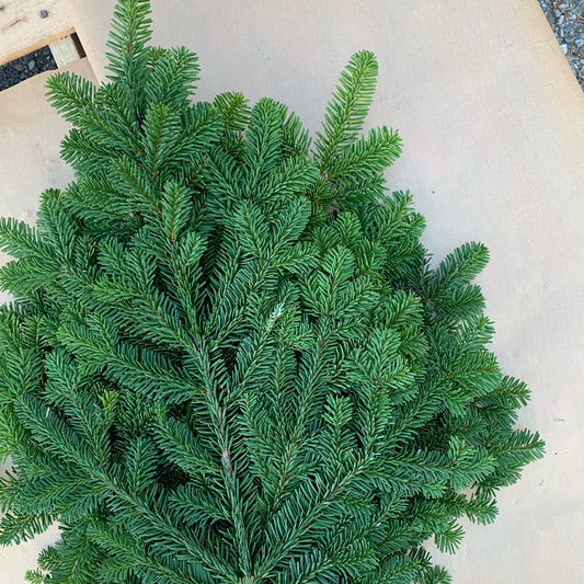 Silver Fir Bunch - 3lbs