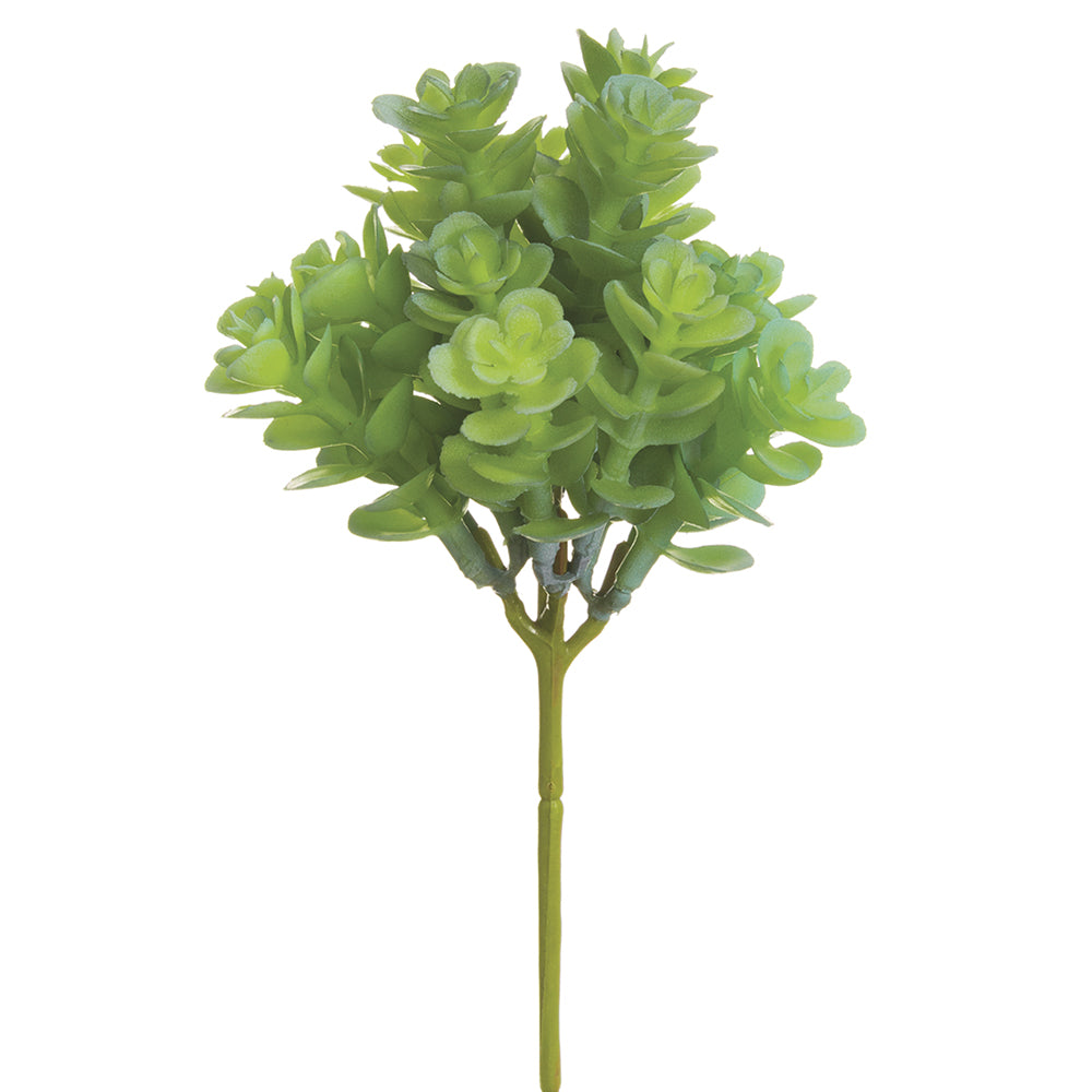 Mini Sedum Pick