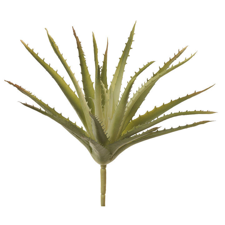 Aloe Pick